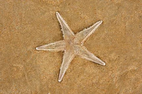 Starfish Stock Photos