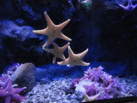 Starfish Stock Photos