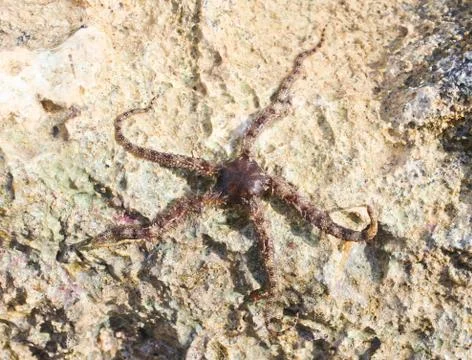 Starfish Stock Photos
