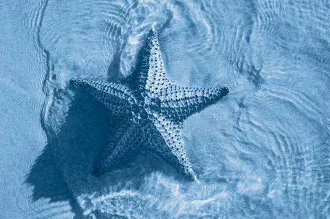 Starfish Stock Photos