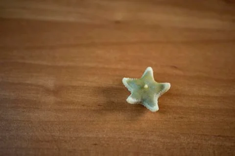 Starfish Stock Photos