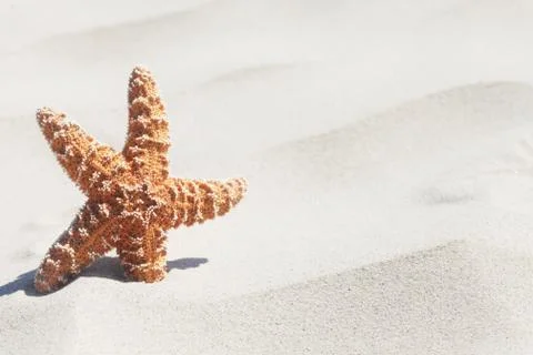 Starfish Stock Photos