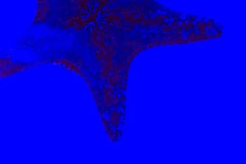 Starfish Stock Photos