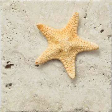 Starfish Stock Photos