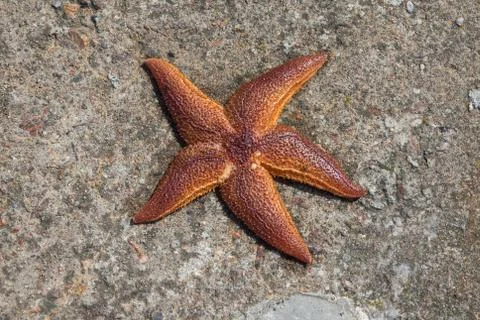 Starfish. Foto stock
