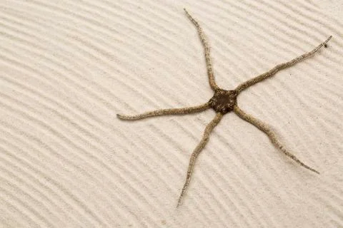 Starfish Stock Photos