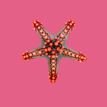 Starfish Stock Photos