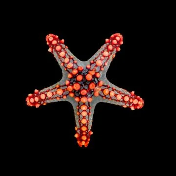 Starfish Stock Photos