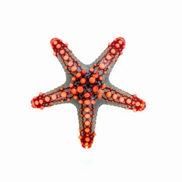 Starfish Stock Photos