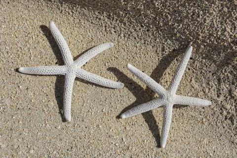 Starfish Stock Photos