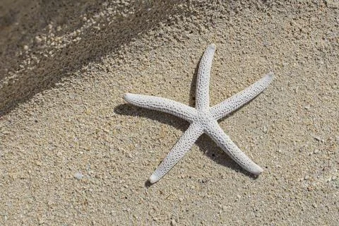 Starfish Stock Photos