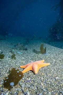 Starfish Stock Photos