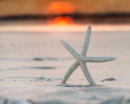 Starfish Stock Photos