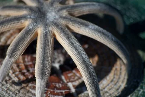 Starfish on Piling Stock-Fotos