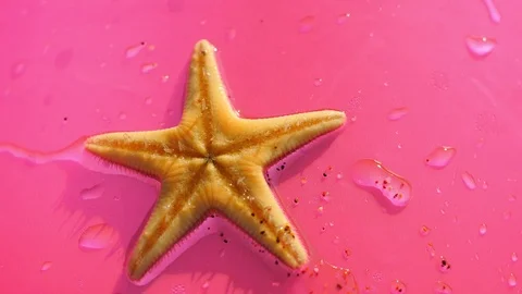 Starfish on the pink background Stock Footage 97907773