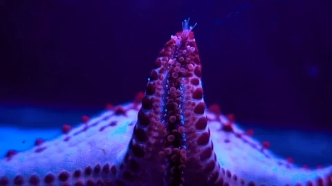 Starfish in red dots with tentacles Stock Footage 107466968