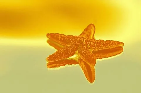 Starfish Reflection on Yellow Background Stock Photos