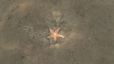 Starfish resting peacefully on the sandy seabed, showing its natural beauty in Stock Footage 339823906