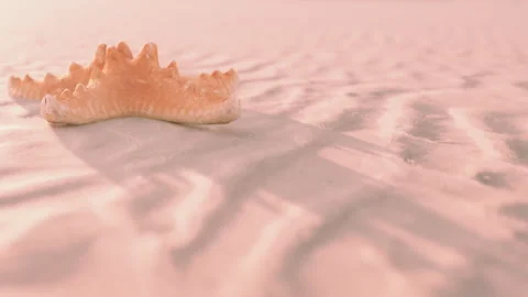 Starfish resting on sandy beach during low tide near coastline Stock Footage 344062862