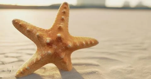 Starfish resting on sandy beach during golden hour by the sea Stock Illustration