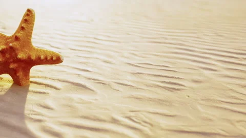 Starfish Resting on a Sandy Beach Under the Warm Sun Stock Footage 348826841