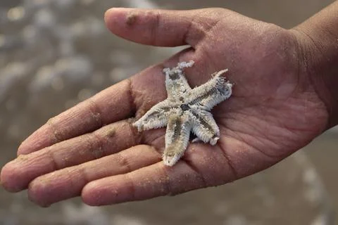 A starfish resting on a sandy hand, capturing the essence of vacation mode .. Stock Photos