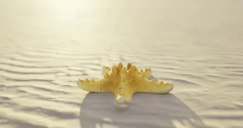 Starfish resting on sandy shore during sunset with gentle waves Stock Footage 307117270