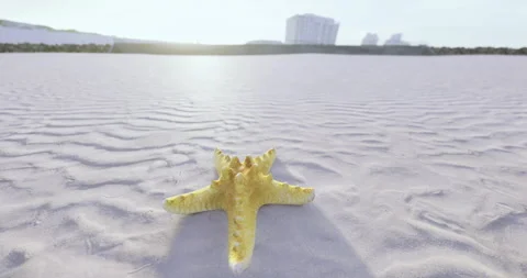 Starfish resting on the sandy shore at sunset near the ocean waves Stock Footage 317052497