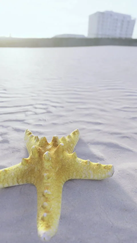 Starfish resting on the sandy shore at sunset near the ocean waves Stock Footage 329135197