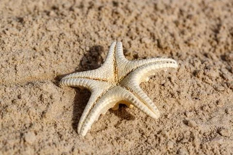 Starfish rests on sand, its bumpy surface contrasting with the smooth sand  Stockfoto's