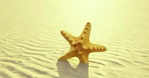 Starfish rests on sand under warm sunlight at coastal beach Stock Illustration