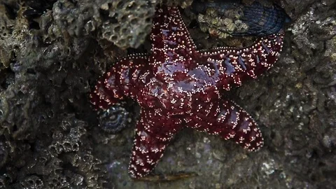 Starfish on a rock Stock Footage 122662667