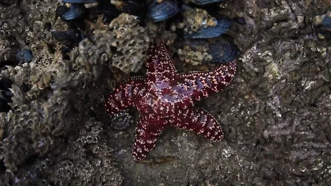 Starfish on rock 스톡 동영상 122662688