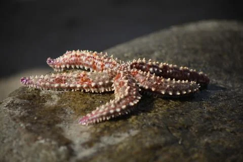 Starfish on a rock Stock Photos