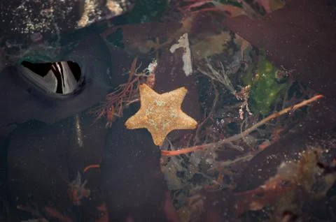 Starfish in Rock Pool Stock Photos