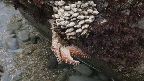 Starfish on rock in tide pool Stock Footage 247945386