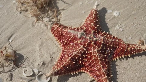 STARFISH IN SAND AND OCEAN Stock Footage 300054491