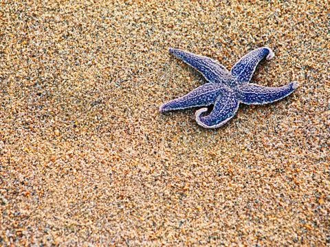 Starfish on sand as background, selective focus. Stock Photos