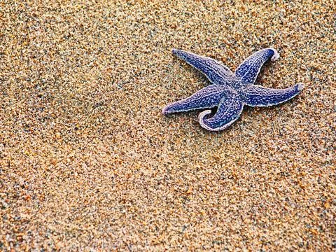 Starfish on sand as background, selective focus. Starfish on sand as backg... Stock Photos