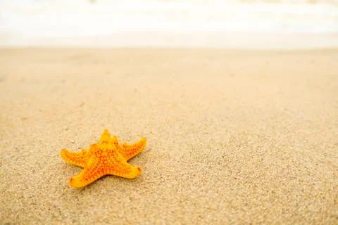 Starfish on sand beach Stock Photos