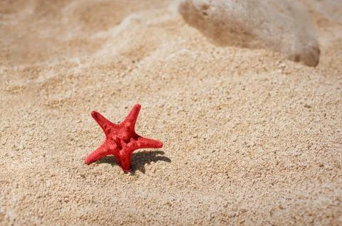 Starfish on a sand beach Stock Photos