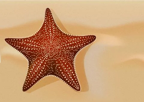 Starfish on the sand 스톡 일러스트