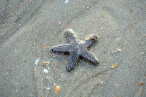 Starfish on sand by the ocean Stock Photos