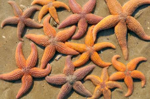Starfish on sand Stock Photos