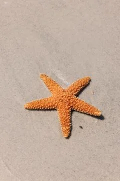 Starfish on sand Stock Photos