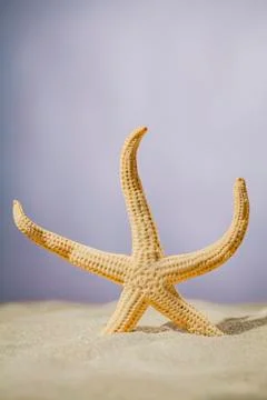 Starfish in sand Stock Photos