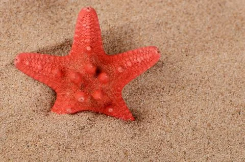 The starfish on sand Stock Photos