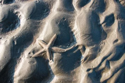 Starfish on sand Stock Photos