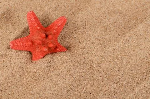 The starfish on sand Stock Photos