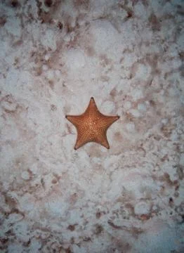 Starfish on sand Stock Photos